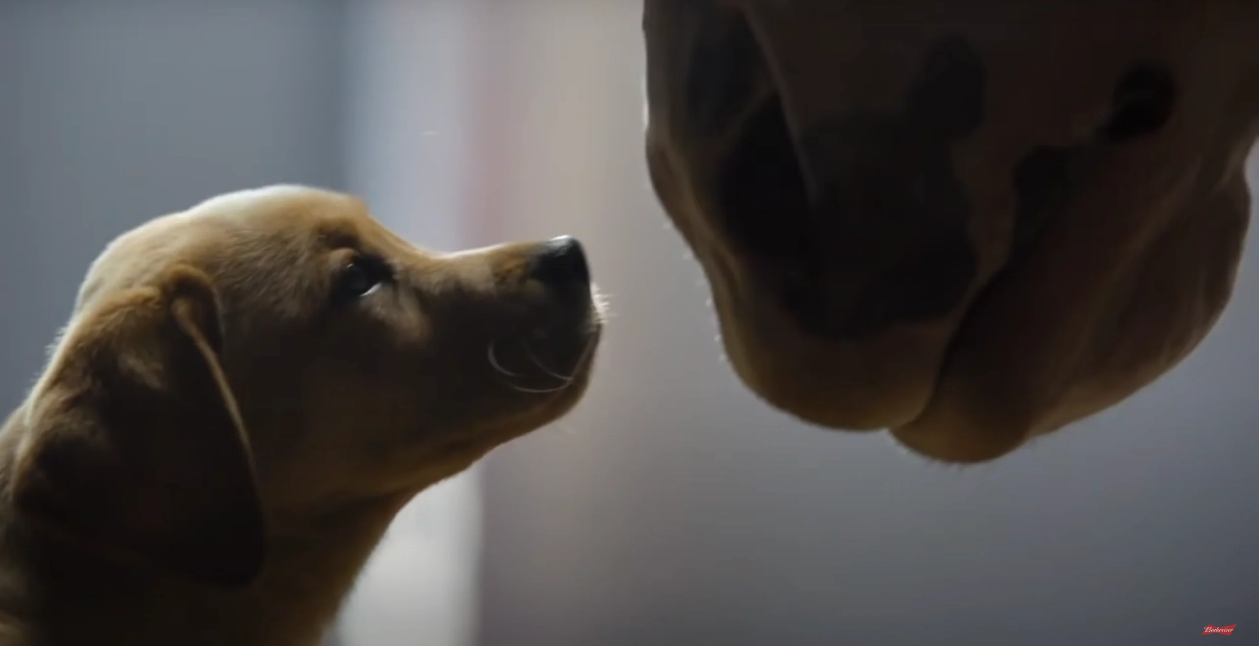 Animais fofos em campanha publicitária da Budweiser